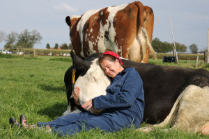 koe-knuffelen noord-holland , cow hugging, cowcuddling, cowhugging