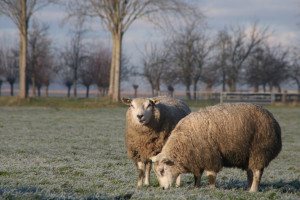 winteruitje schapen drijven