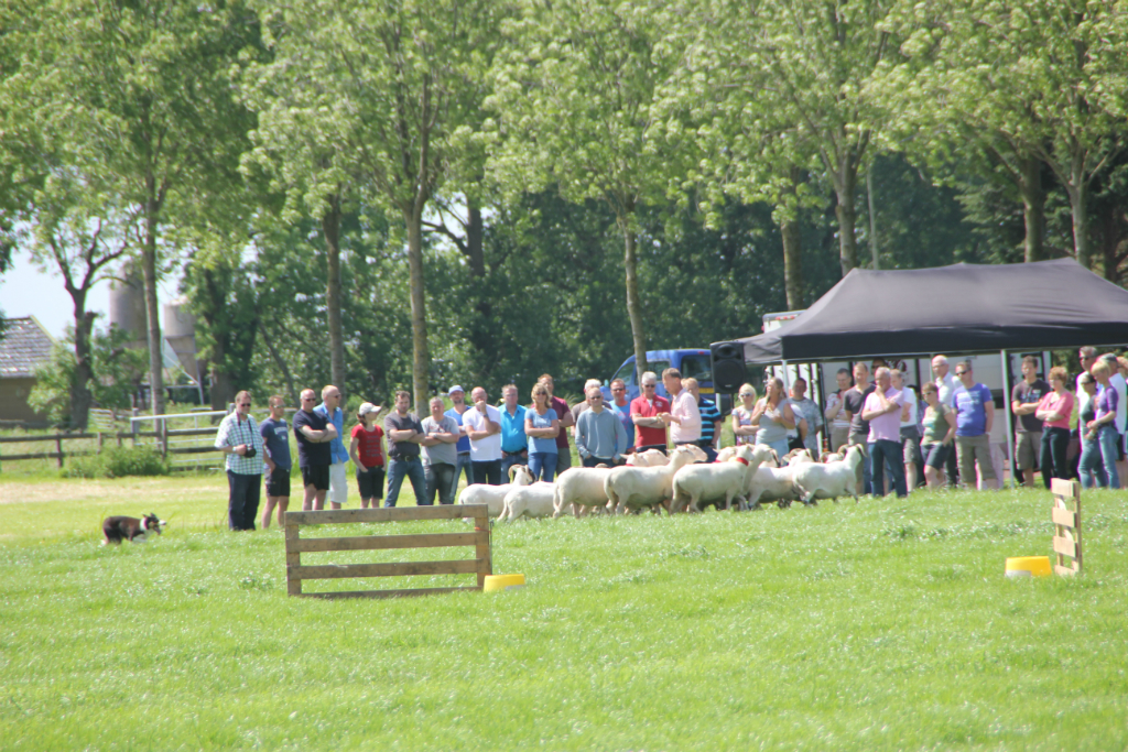 boerderij-schapen-drijven